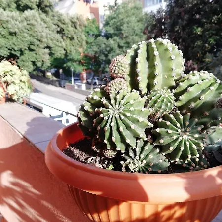 Appartement Mahonia *